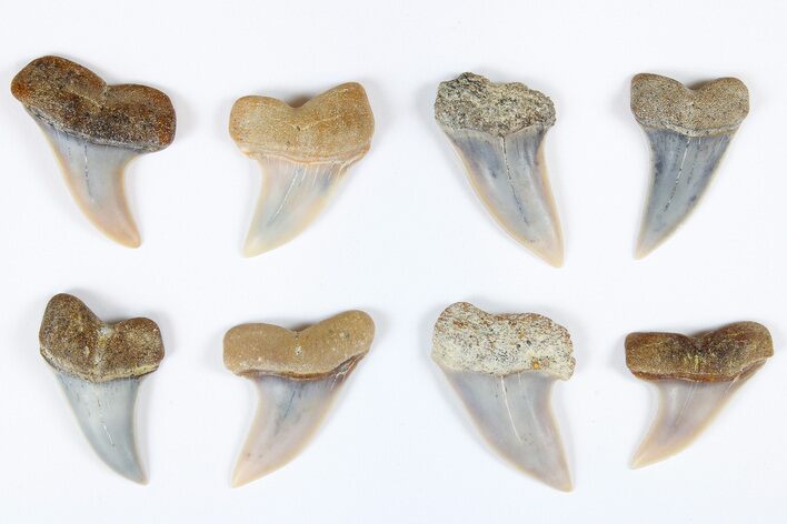 1.25 to 1.5" Fossil Shark Teeth (Carcharodon planus) - Bakersfield, CA - Photo 1